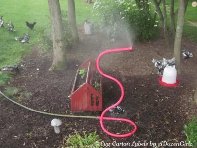 BEAT THE HEAT, Helping Chickens Survive High Temperatures Image